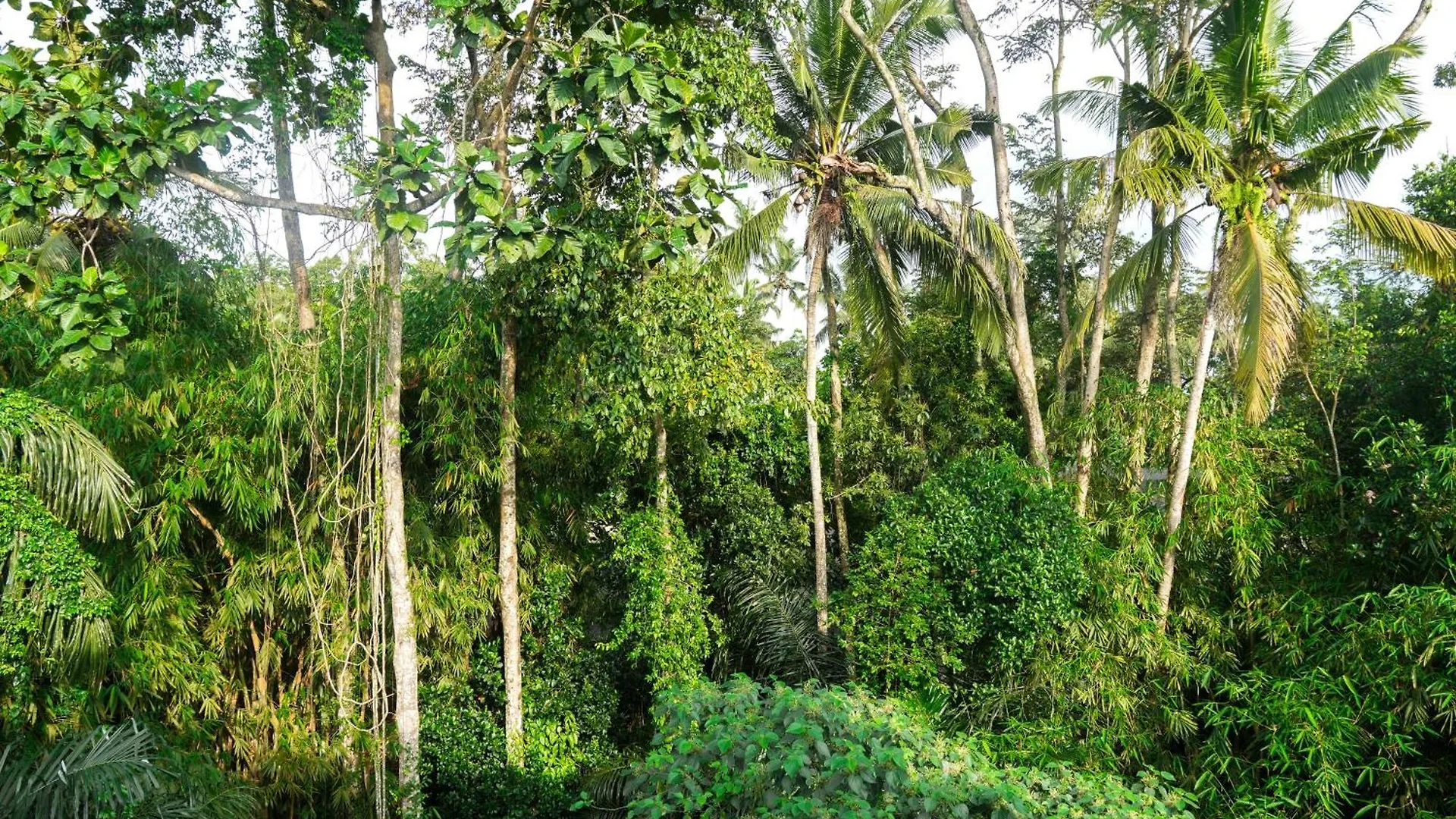 Guest house House Of Semar Sari Hotel Ubud